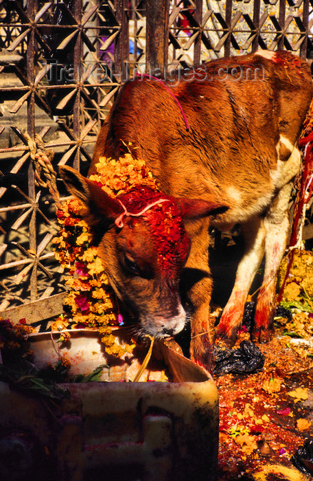 nepal261: Kathmandu, Nepal: calf with garland for the festival of Lights and colors, the Tihar - photo by W.Allgöwer - (c) Travel-Images.com - Stock Photography agency - Image Bank