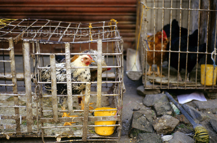 nepal262: Kathmandu, Nepal: chicken in cages - market scene - photo by W.Allgöwer - (c) Travel-Images.com - Stock Photography agency - Image Bank