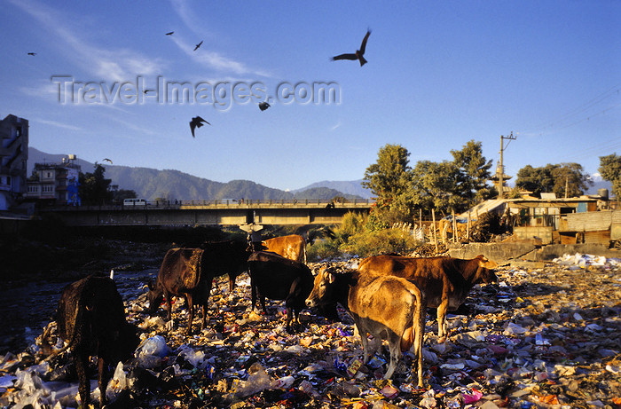 nepal281: Kathmandu, Nepal: cows and birds feed at a waste dump - there is no organized waste disposal in the city - photo by W.Allgöwer - (c) Travel-Images.com - Stock Photography agency - Image Bank