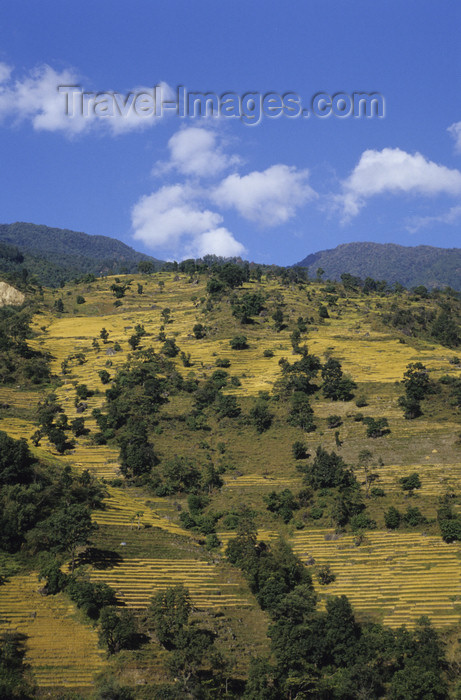 nepal335: Annapurna area, Nepal: terraced fields - photo by W.Allgöwer - (c) Travel-Images.com - Stock Photography agency - Image Bank