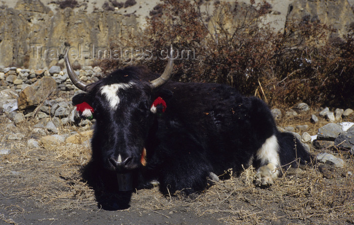 nepal347: Annapurna area, Nepal: yak resting - Bos grunniens / Poephagus grunniens - photo by W.Allgöwer - (c) Travel-Images.com - Stock Photography agency - Image Bank