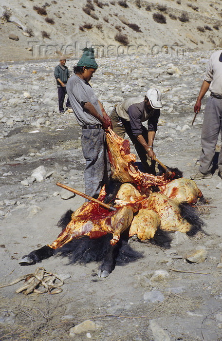 nepal348: Annapurna area, Nepal: men cutting a slaughtered yak - photo by W.Allgöwer - (c) Travel-Images.com - Stock Photography agency - Image Bank