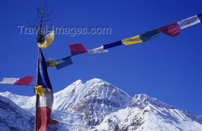 nepal355: Annapurna area, Manang district, border with Mustang district, Nepal: prayer flags and Khangsar Kang, 7485 m - tarcho - photo by W.Allgöwer - (c) Travel-Images.com - Stock Photography agency - Image Bank