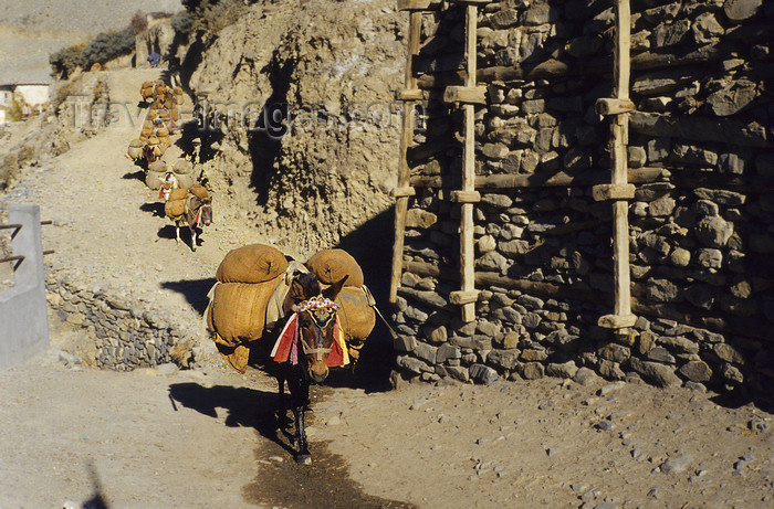 nepal379: Mustang district, Annapurna area, Dhawalagiri Zone, Nepal: donkey caravan - Kingdom of Lo - photo by W.Allgöwer - (c) Travel-Images.com - Stock Photography agency - Image Bank