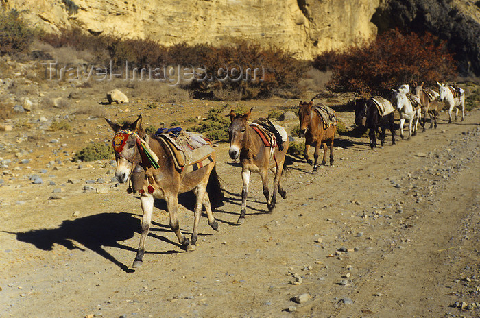 nepal382: Mustang district, Annapurna area, Dhawalagiri Zone, Nepal: mule caravan - Kingdom of Lo - photo by W.Allgöwer - (c) Travel-Images.com - Stock Photography agency - Image Bank
