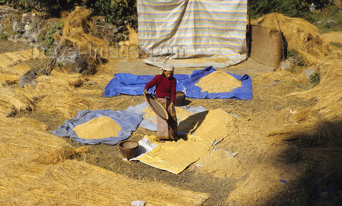 nepal393: Annapurna area, Nepal: peasant woman threshing cereals - photo by W.Allgöwer - (c) Travel-Images.com - Stock Photography agency - Image Bank