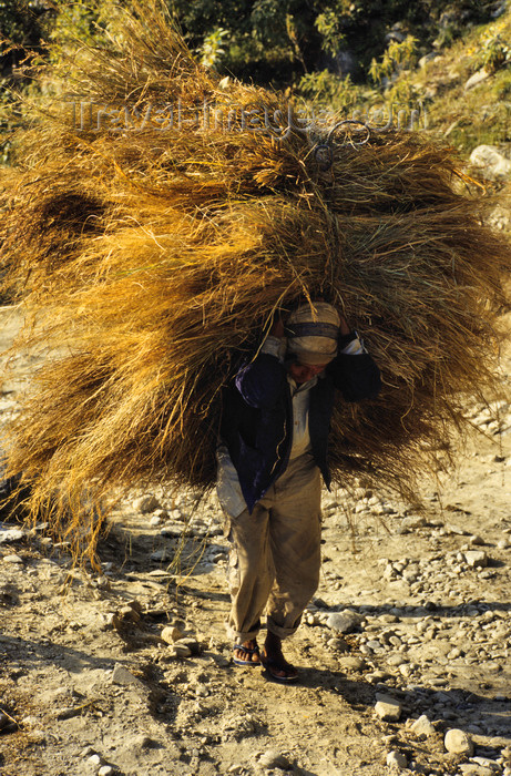 nepal394: Annapurna area, Nepal: peasant carries hay - agriculture - Annapurna Himal - photo by W.Allgöwer - (c) Travel-Images.com - Stock Photography agency - Image Bank