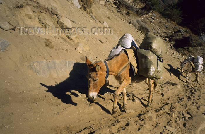 nepal397: Jomsom / Dzongsam, Annapurna area, Mustang District, Nepal: donkeys on the slopes of the Kali Gandaki valley - photo by W.Allgöwer - (c) Travel-Images.com - Stock Photography agency - Image Bank