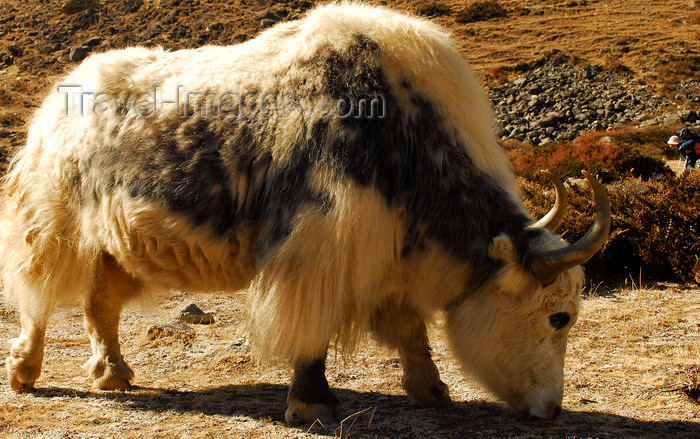 nepal399: Khumbu region, Solukhumbu district, Sagarmatha zone, Nepal: yak grazing - Bos grunniens - photo by E.Petitalot - (c) Travel-Images.com - Stock Photography agency - Image Bank