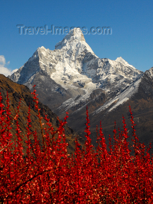 nepal420: Khumbu region, Solukhumbu district, Sagarmatha zone, Nepal: red plants in front of Ama Dablam mountain - Everest area - photo by E.Petitalot - (c) Travel-Images.com - Stock Photography agency - Image Bank