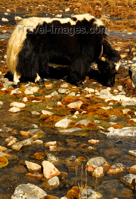 nepal430: Khumbu region, Solukhumbu district, Sagarmatha zone, Nepal: a white and black yak looking for grass near a stream - Gokio - photo by E.Petitalot - (c) Travel-Images.com - Stock Photography agency - Image Bank