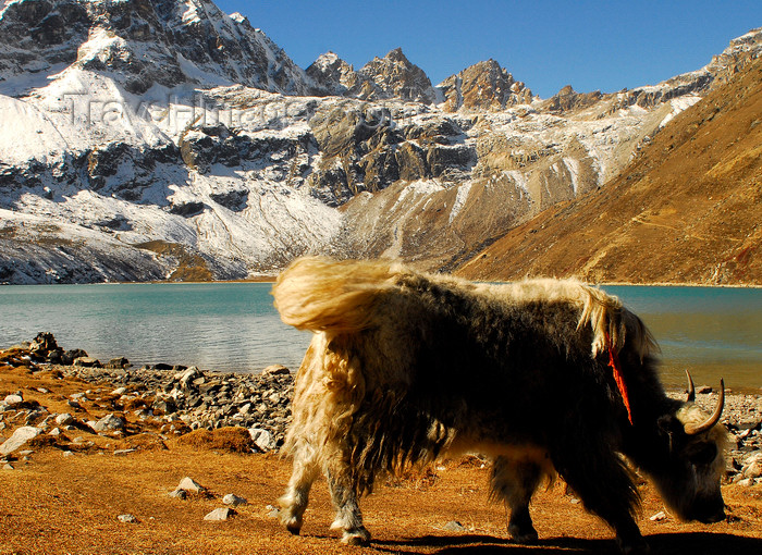 nepal431: Khumbu region, Solukhumbu district, Sagarmatha zone, Nepal: yak grazing in a front of Gokyo lake - photo by E.Petitalot - (c) Travel-Images.com - Stock Photography agency - Image Bank