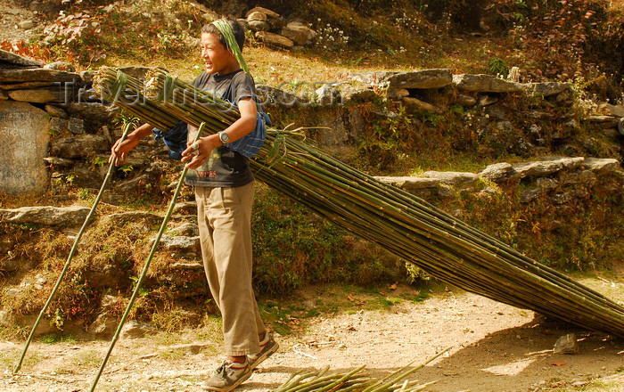 nepal435: Sankhuwasabha District, Kosi Zone, Nepal: boy transporting bamboo sticks - photo by E.Petitalot - (c) Travel-Images.com - Stock Photography agency - Image Bank