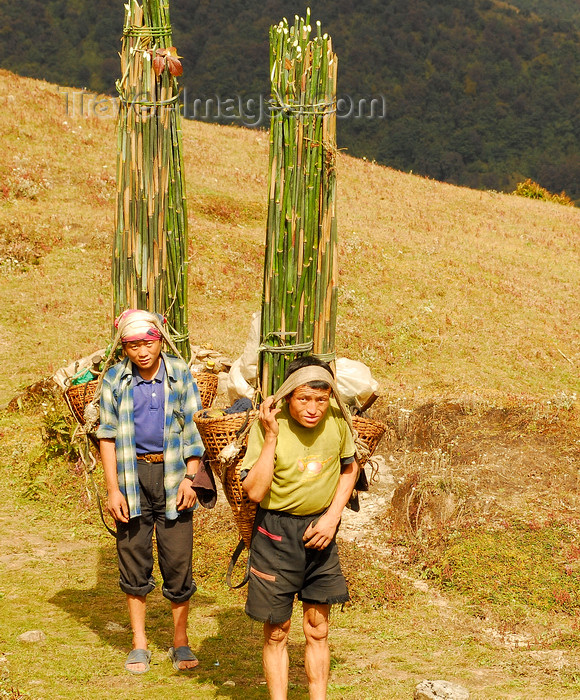 nepal444: Sankhuwasabha District, Kosi Zone, Nepal: men transporting bamboo sticks in their baskets - photo by E.Petitalot - (c) Travel-Images.com - Stock Photography agency - Image Bank