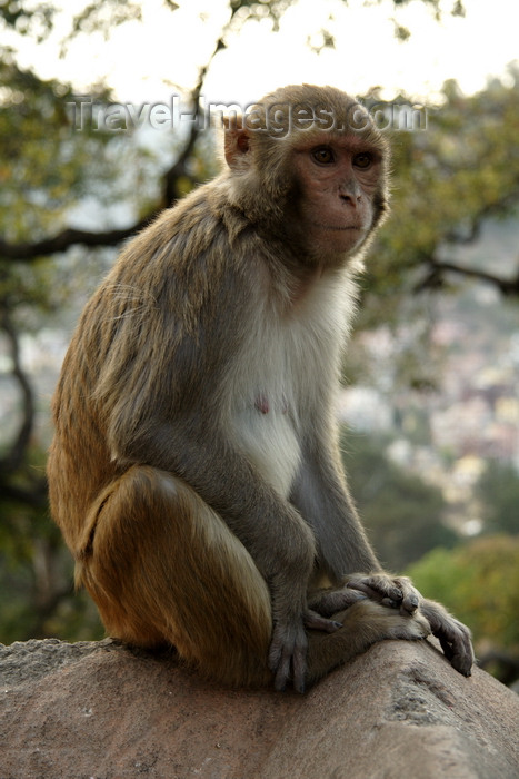 nepal458: Kathmandu, Nepal: Swayambhunath Stupa - monkey - photo by G.Koelman - (c) Travel-Images.com - Stock Photography agency - Image Bank