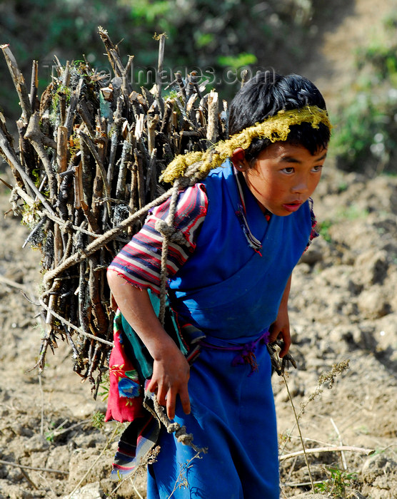 nepal49: Nepal - Langtang region - a girl carrying a heavy bundle of sticks - photo by E.Petitalot - (c) Travel-Images.com - Stock Photography agency - Image Bank