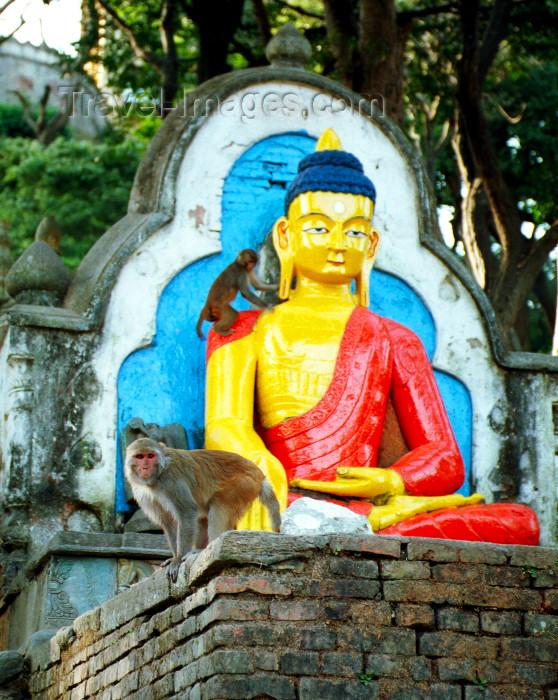 nepal51: Nepal - Kathmandu: Buddha and monkeys - dhyani Buddha akshobhya, swayambhunath temple - photo by G.Friedman - (c) Travel-Images.com - Stock Photography agency - Image Bank