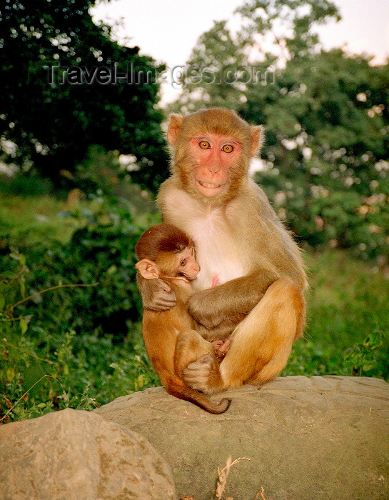 nepal57: Nepal - Kathmandu valley: monkeys - photo by G.Friedman - (c) Travel-Images.com - Stock Photography agency - Image Bank