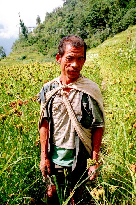 nepal63: Nepal - Kathmandu district - Kathmandu valley: farmer in a field - agriculture - photo by G.Friedman - (c) Travel-Images.com - Stock Photography agency - Image Bank