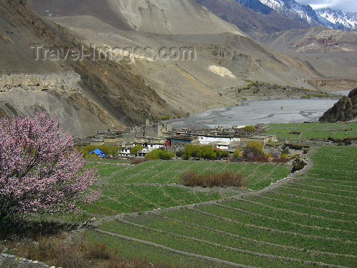 nepal66: Kagbeni, Mustang district, Dhawalagiri Zone, Nepal: fields - agriculture in the Tibetan Plateau - Kali Gandaki river - Annapurna Circuit - photo by M.Samper - (c) Travel-Images.com - Stock Photography agency - Image Bank