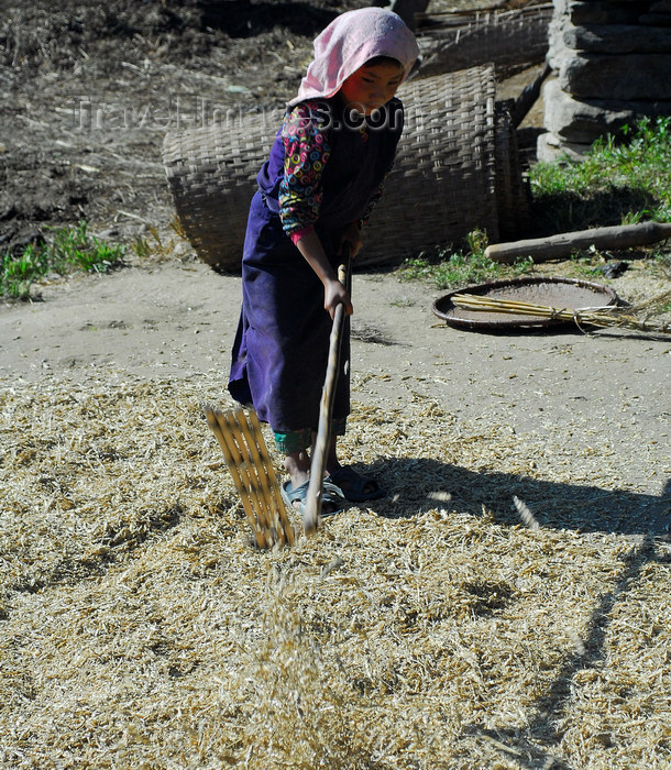 nepal75: Nepal - Langtang region - Tamang young girl working with a flail - agriculture - photo by E.Petitalot - (c) Travel-Images.com - Stock Photography agency - Image Bank