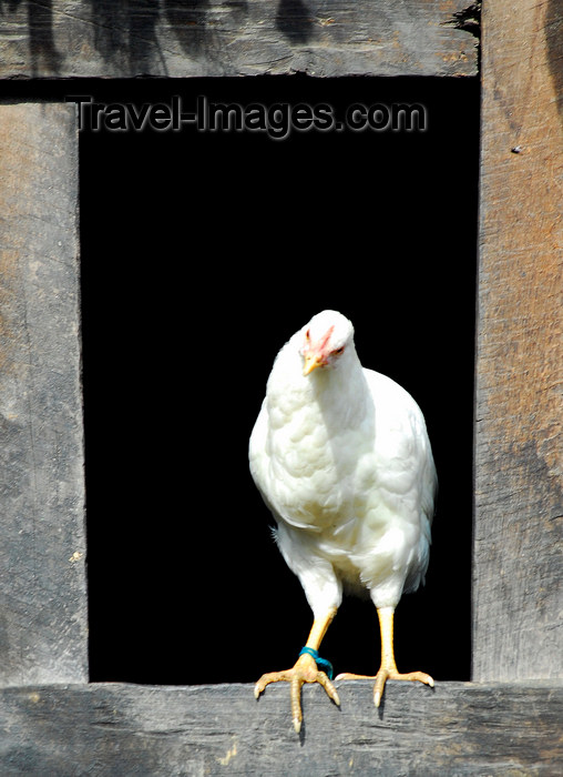 nepal78: Nepal - Langtang region - a chicken perched on a window looks outside  - photo by E.Petitalot - (c) Travel-Images.com - Stock Photography agency - Image Bank