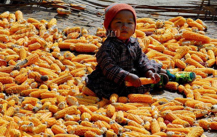 nepal82: Nepal - Langtang region - toddler sitting on a carpet of corn - photo by E.Petitalot - (c) Travel-Images.com - Stock Photography agency - Image Bank