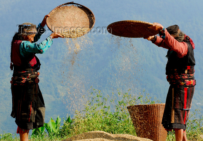 nepal87: Nepal - Langtang region - two women use wind to separate grain and dust - photo by E.Petitalot - (c) Travel-Images.com - Stock Photography agency - Image Bank