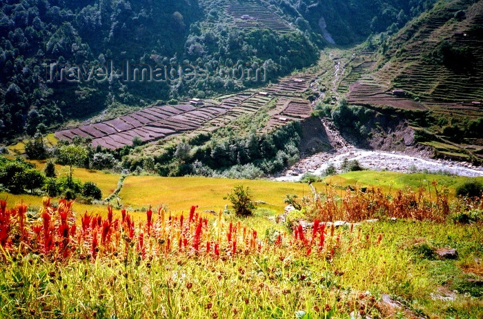 nepal90: Nepal - Kathmandu valley: red flowers and terraces - photo by G.Friedman - (c) Travel-Images.com - Stock Photography agency - Image Bank