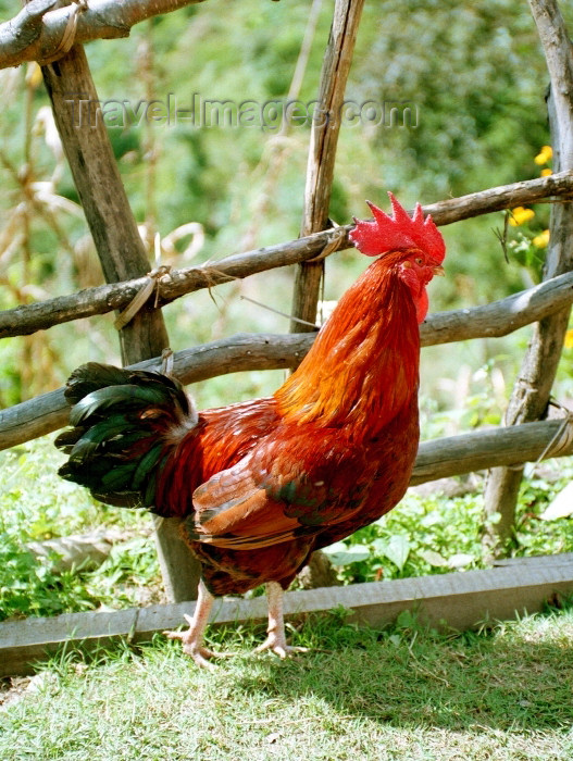 nepal91: Nepal - Kathmandu valley: rooster - cockrel - chicken - photo by G.Friedman - (c) Travel-Images.com - Stock Photography agency - Image Bank