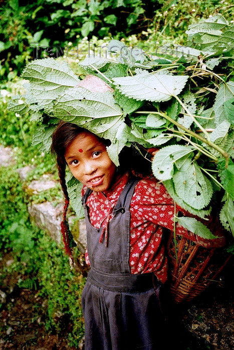 nepal92: Nepal - Kathmandu valley: girl at harvest time - photo by G.Friedman - (c) Travel-Images.com - Stock Photography agency - Image Bank