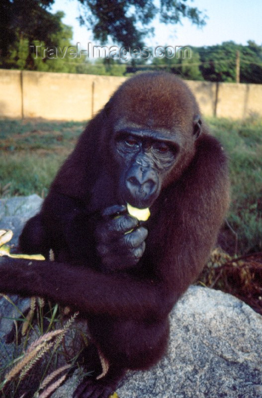 nigeria15: Nigeria - Kano: gorila - meet Flora (Gorilla Gorilla) - African fauna - primates - great apes - photo by Dolores CM - (c) Travel-Images.com - Stock Photography agency - Image Bank