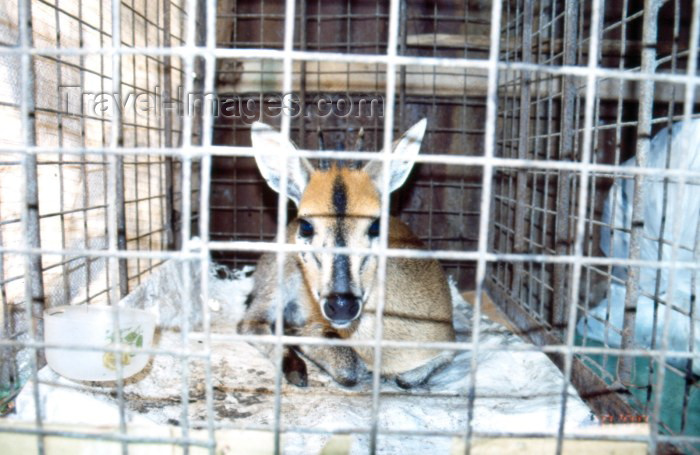 nigeria26: Nigeria - Lagos / LOS: bush meat - caged Bambi - Lekki market - photo by Dolores CM - (c) Travel-Images.com - Stock Photography agency - Image Bank