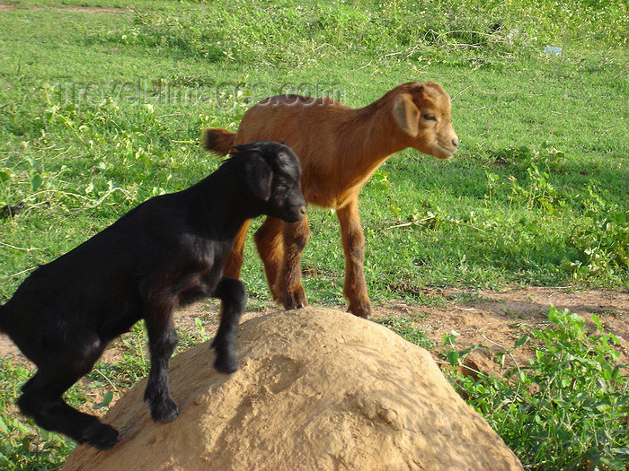 nigeria57: Nigeria: small goats - photo by A.Obem - (c) Travel-Images.com - Stock Photography agency - Image Bank
