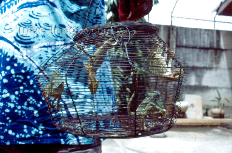 nigeria7: Nigeria - Lagos: caged chameleons - photo by Dolores CM - (c) Travel-Images.com - Stock Photography agency - Image Bank