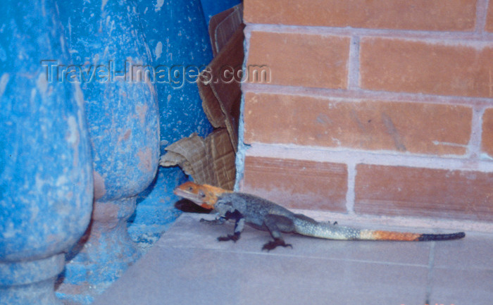 nigeria8: Nigeria - Lagos: colourful lizard - reptile - photo by Dolores CM - (c) Travel-Images.com - Stock Photography agency - Image Bank