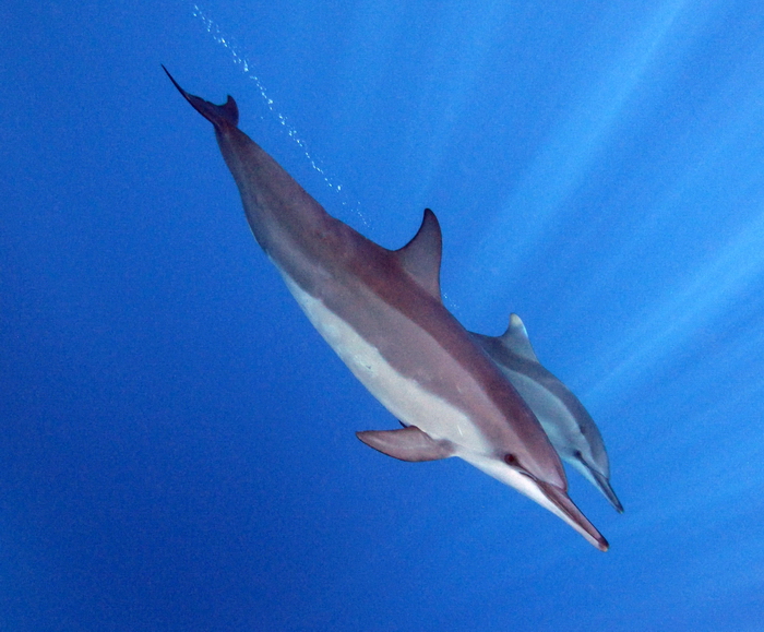 niue3: Niue: dolphins - mother and cub dive - underwater image - photo by R.Eime - (c) Travel-Images.com - Stock Photography agency - Image Bank