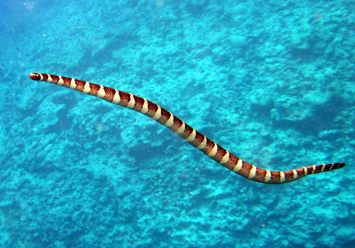 niue4: Niue: sea snake - underwater image - photo by R.Eime - (c) Travel-Images.com - Stock Photography agency - Image Bank