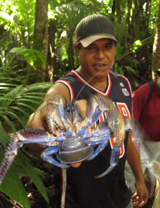 niue5: Niue: uga crab / coconut crab (Birgus latro) captured in the jungle near Mutalau village, held by the 'hunter' - photo by R.Eime - (c) Travel-Images.com - Stock Photography agency - Image Bank