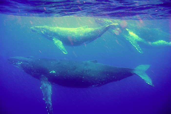 niue6: Niue: trio of blue whales - Balaenoptera musculus - underwater image - photo by R.Eime - (c) Travel-Images.com - Stock Photography agency - Image Bank