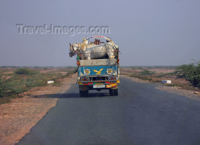 pakistan150: Punjab, Pakistan: horse transportation - photo by D.Steppuhn - (c) Travel-Images.com - Stock Photography agency - Image Bank