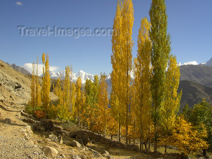 pakistan181: Duikar hamlet, Altit - Northern Areas, Pakistan: trees and the Hunza valley - photo by D.Steppuhn - (c) Travel-Images.com - Stock Photography agency - Image Bank