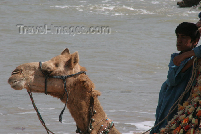 pakistan78: Karachi, Sindh, Pakistan: boy with his camels waits for customers - French Beach - photo by R.Zafar - (c) Travel-Images.com - Stock Photography agency - Image Bank