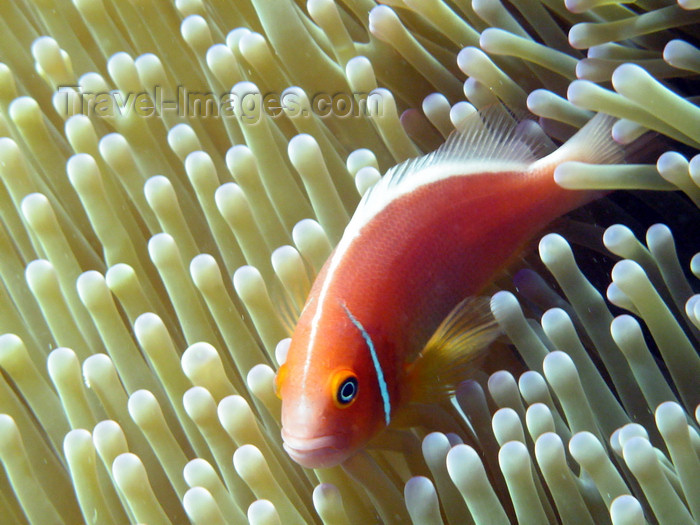 palau18: Palau: skunk clownfish - Amphiprion perideraion - Pink Anemonefish in an anenome - anemonefish are immune to the stinging arms of an anemone - underwater image - photo by B.Cain - (c) Travel-Images.com - Stock Photography agency - Image Bank