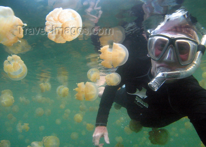 palau19: Mecherchar island, Rock Islands / Chelbacheb, Koror state, Palau: Mastigias sp. and diver in the Jellyfish lake - Ongeim'l Tketau  - underwater image - photo by B.Cain - (c) Travel-Images.com - Stock Photography agency - Image Bank