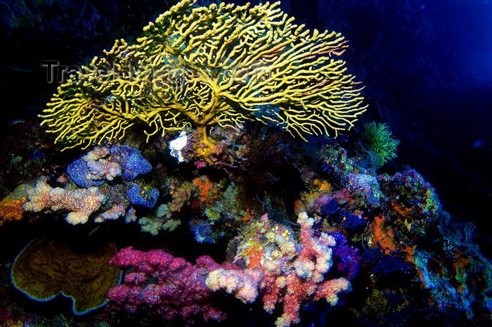 palau20: Palau: coral head - underwater image - photo by B.Cain - (c) Travel-Images.com - Stock Photography agency - Image Bank