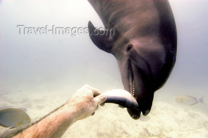 palau22: Palau: feeding a dolphin - underwater image - photo by B.Cain - (c) Travel-Images.com - Stock Photography agency - Image Bank