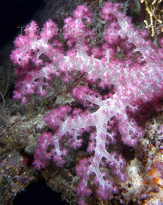palau27: Palau - Underwater Pink purple soft coral - photo by B.Cain - (c) Travel-Images.com - Stock Photography agency - Image Bank