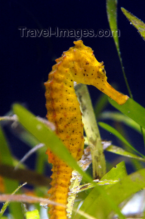 palau28: Palau: seahorse - underwater image - photo by B.Cain - (c) Travel-Images.com - Stock Photography agency - Image Bank