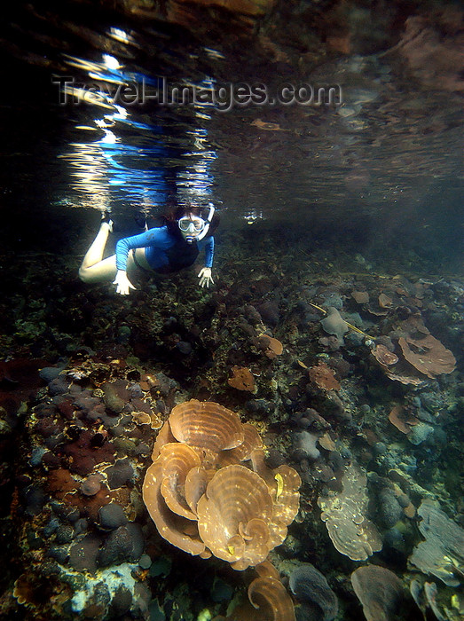 palau29: Palau: snorkler and coral reef - underwater image - photo by B.Cain - (c) Travel-Images.com - Stock Photography agency - Image Bank